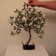 Origami bonsai tree instructions