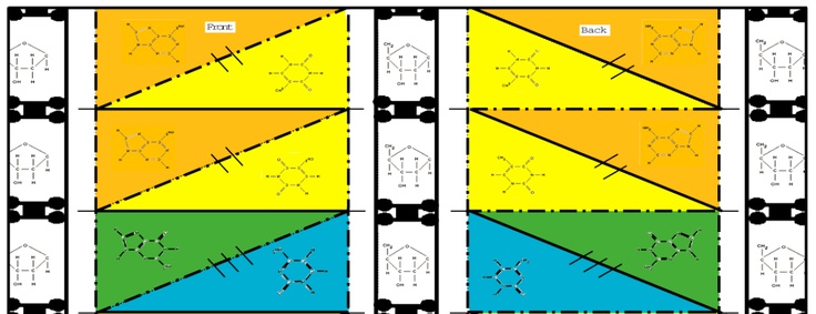 origami dna instructions