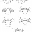 Origami spider diagram