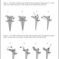 Origami t rex instructions